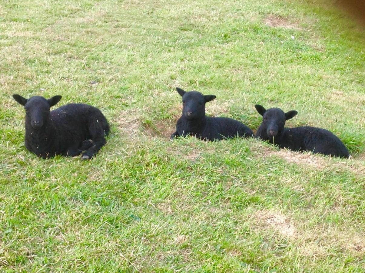 Molehill Lodge Swansea Eksteriør bilde